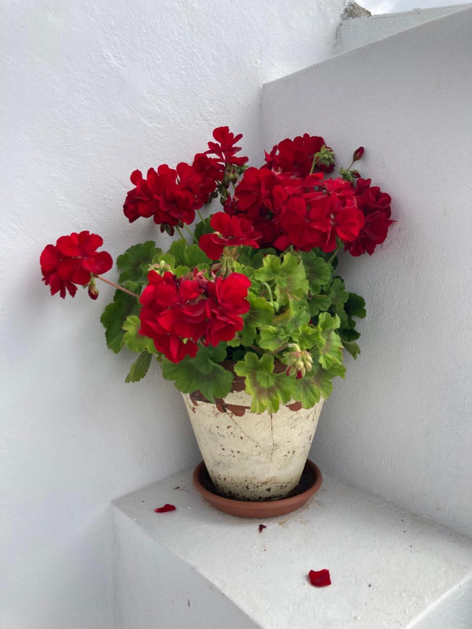 Agua E Sal - Seafront House, With Garden And Independent Suite. *